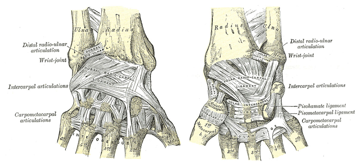 Anatomical illustrations showing the ligaments of the wrist