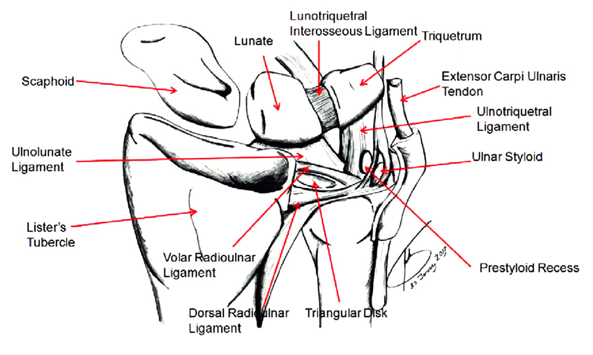 Bony anatomy of the wrist