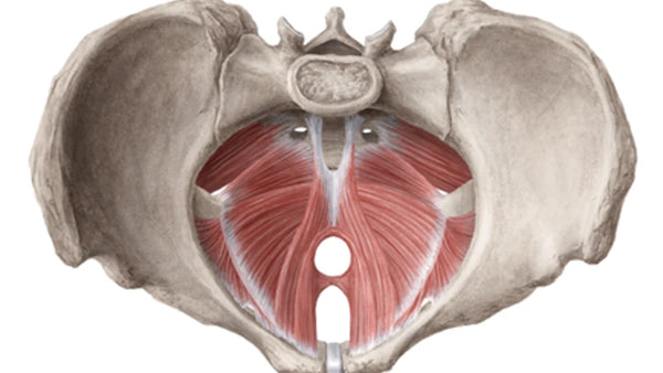 Pelvic Floor Dysfunction: More Than Weakness