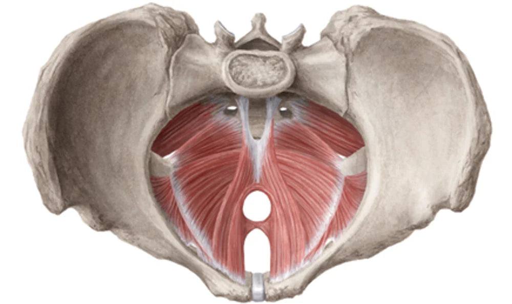 Understanding Pelvic Floor Dysfunction: More Than Just Weakness